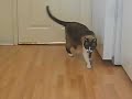Mikey the cat playing fetch