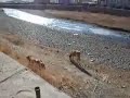 Mongolian daily life 5