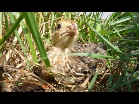 how to cure egg allergy