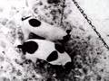 Toy Fox Terrier video
