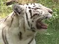 Tigers Leopards! 