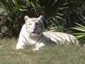 Tigers-Leopards-Upda