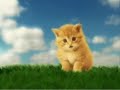 La fine che farei fare volentieri al simpatico gattino virgola