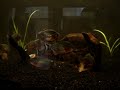 www.piranhalar.com www.piranhalar.com