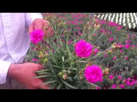 how to grow dianthus