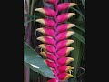 Cool Plants