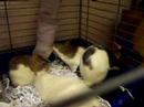 Pet rats and their Christmas stocking - take 2