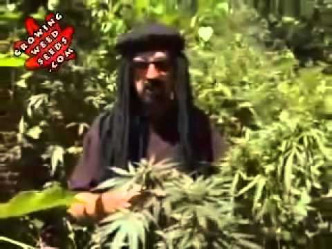 how to harvest outdoor indica