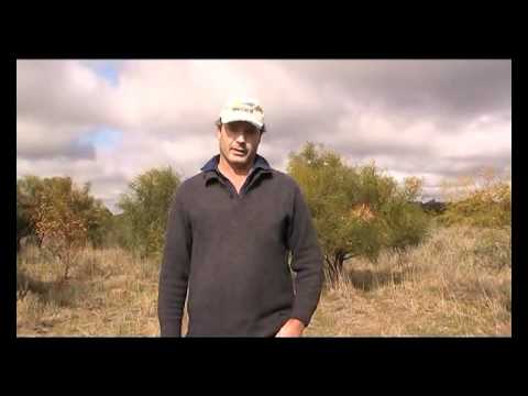Tips for direct seeding of saltbush