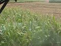 chopping silage at braums