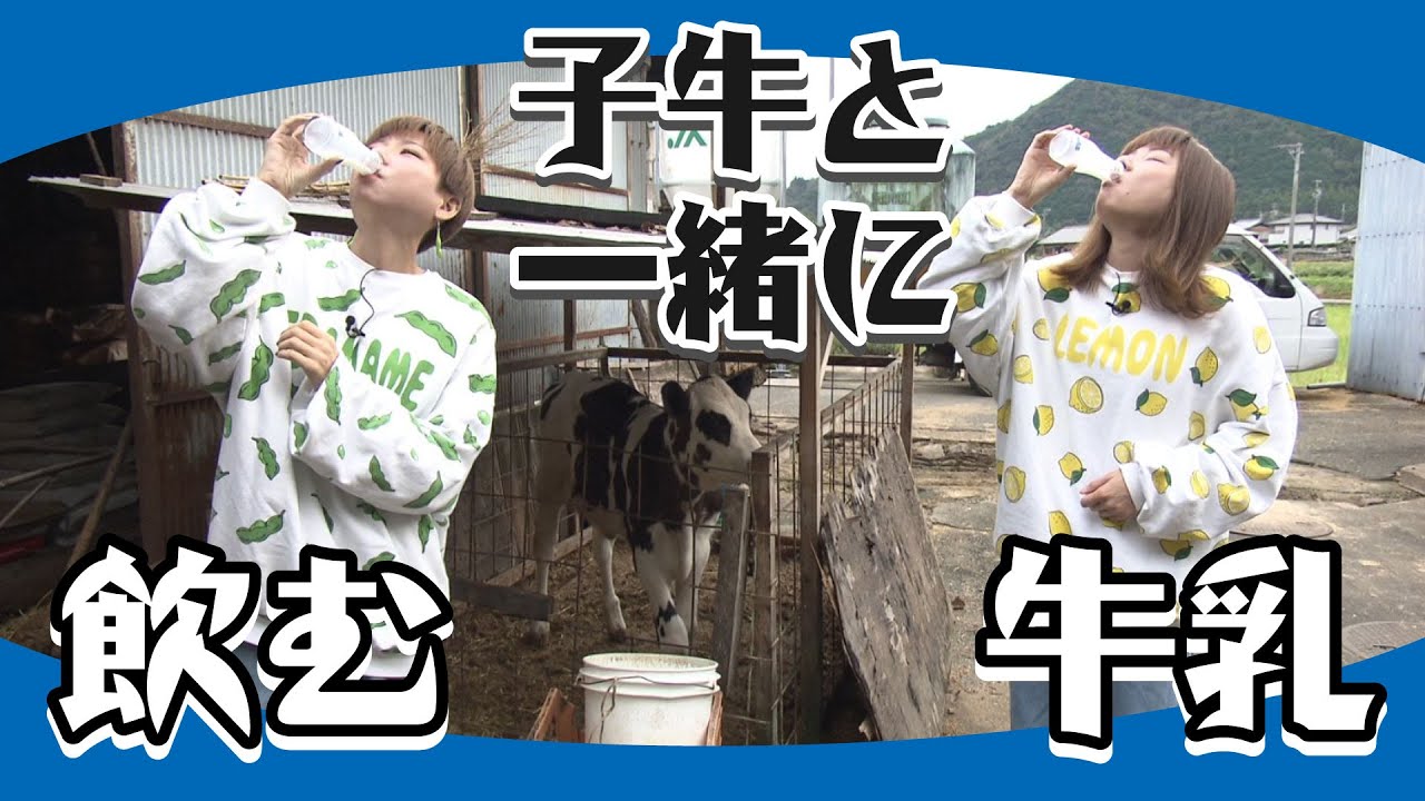 【71 大内山牛乳】多気町の髙橋牧場で、子牛と一緒に飲む大内山牛乳 - みえぺこ