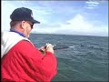 Bluefish Orient Point, NY Jigging with The Fishing Line Bluefish Orient Point, NY Jigging with The Fishing Line