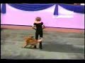 Unbelievable Smartest Dog Performance. Super Dog or Pet ?