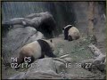 (february 17th., 2007)
a panda cub, su lin, spending precious moments with her mother, bai yun. located at the san diego zoo.