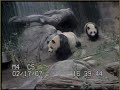 Su Lin & Bai Yun - (Part I)