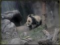 (february 17th., 2007)
a panda cub, su lin, spending precious moments with her mother, bai yun. located at the san diego zoo.