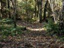 Cambusbarron Downhill