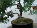 Bonsai Chamaycparis