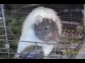 Aspartame Fed Rats with Neurological Problems