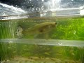 guppy birth