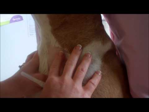 how to collect blood by venipuncture