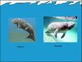 dugong remix!