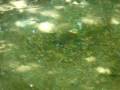 videos de predation