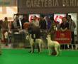 Dogo Argentino video