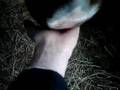 This horse loves meat!