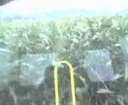 Harvesting between rain showers (083.3g2)