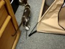 Chowder 07/25/08
