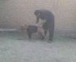 perro yor