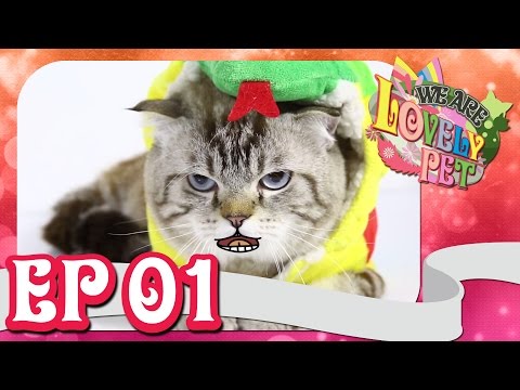 pet -