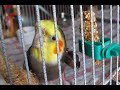 Scream Bird Movie