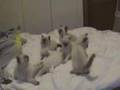 Ragdolls jugando con el plumero