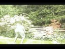 Funny Movie 2008 - Movie Trailer