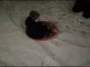 Joey in the Snow