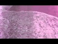 The Adolescents- Serf City