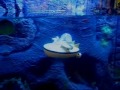 U Boat