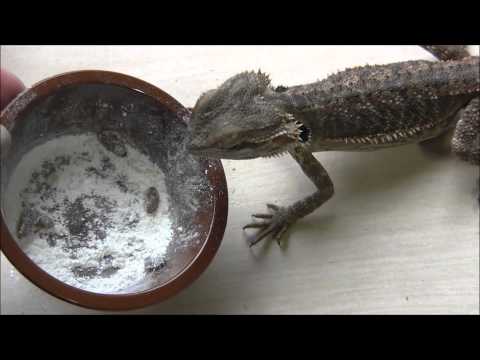 YouTube reptile video