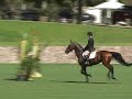 Odyssey - Sale Horse