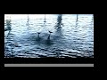 Shoals of Herring sung by Ewan MacColl