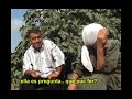 Atacs dels colons a agricultors palestins