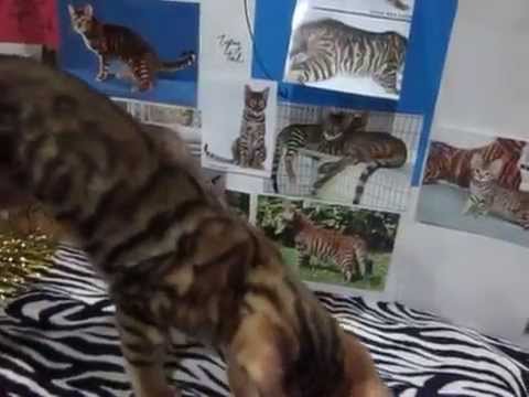 toyger ^