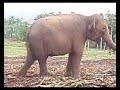 Elephant scrathes and itch