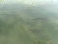 Leopard Sharks of California