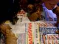 Cavalier King Charles Pups - 30 days old