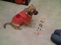 Puggle Preston Leave It