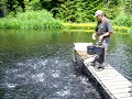 The Paradise of Trouts The Paradise of Trouts