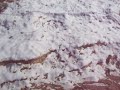 Nancy Today: Goose and deer tracks Nancy Today: Goose and deer tracks